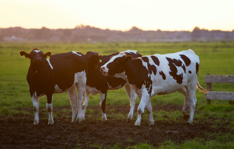 RARE DAIRY CATTLE